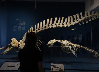 יונה הנביא לא היה מוותר: תערוכה חדשה במוזיאון הימי הלאומי מזמינה למסע אל עולמם הנסתר של היונקים הימיים בחופי ישראל